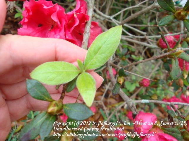 Photo of Rhododendrons (Rhododendron) uploaded by flaflwrgrl
