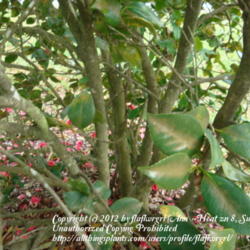 Location: zone 8/9 Lake City, Fl.
Date: 2012-02-28
camellia stems