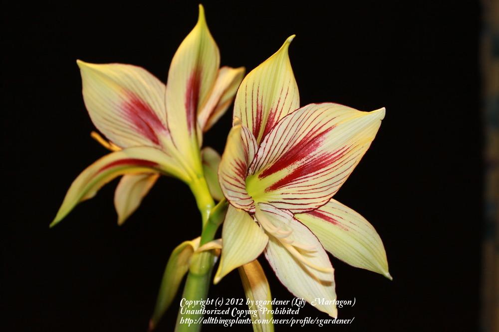 Photo of Butterfly Amaryllis (Hippeastrum papilio) uploaded by sgardener