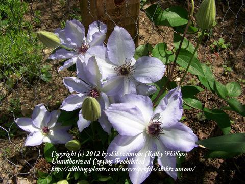 Photo of Clematis 'Ivan Olsson' uploaded by shihtzumom