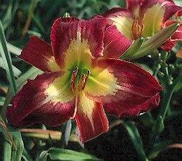 Photo of Daylily (Hemerocallis 'Time to Fly') uploaded by Calif_Sue
