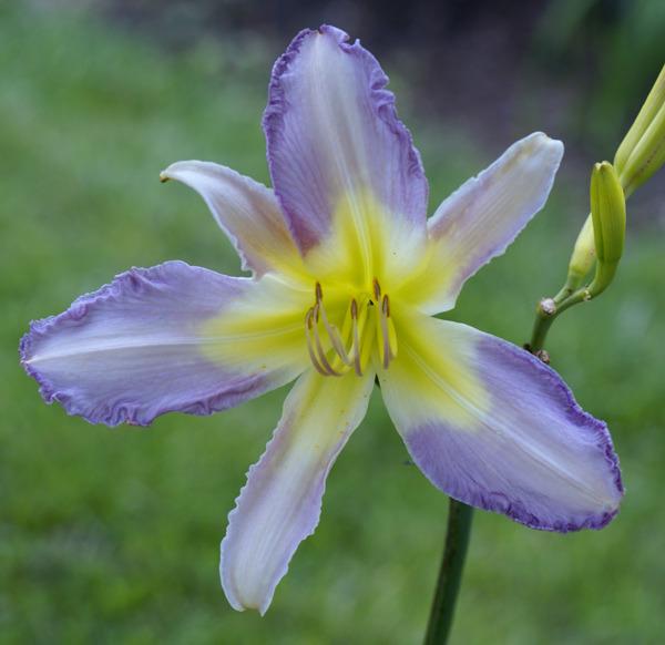 Photo of Daylily (Hemerocallis 'Heavenly Lavender Dreams') uploaded by Calif_Sue