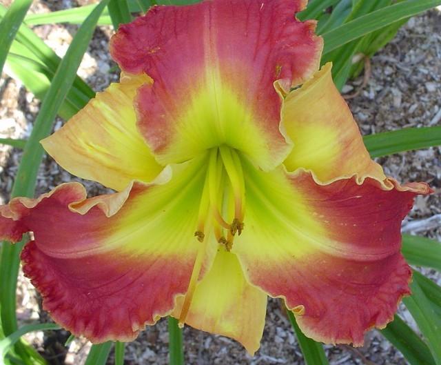 Photo of Daylily (Hemerocallis 'Bicolor Beautiful') uploaded by Calif_Sue