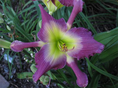 Photo of Daylily (Hemerocallis 'Astral Voyager') uploaded by Calif_Sue