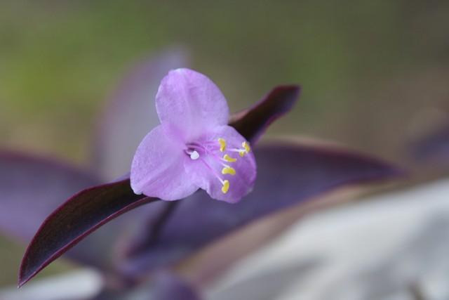 Photo of Purple Heart (Tradescantia pallida 'Purpurea') uploaded by gingin