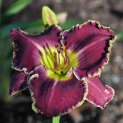 Location: St. Peters, Missouri, zone 6
Date: July 18, 2011
My second try at growing this tender daylily.