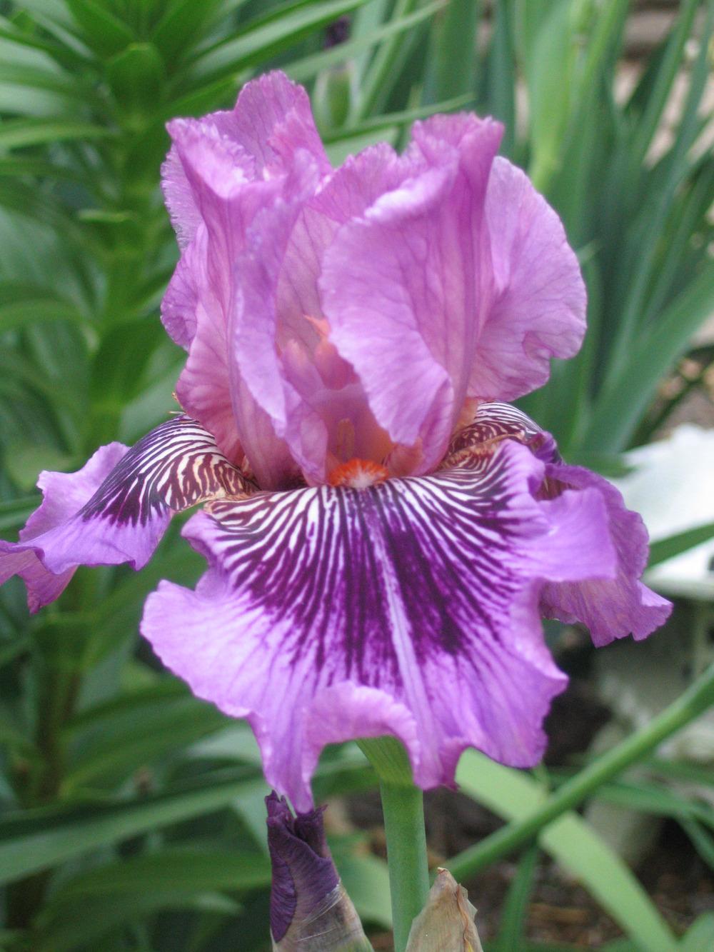 Photo of Tall Bearded Iris (Iris 'Plum Pretty Whiskers') uploaded by tveguy3