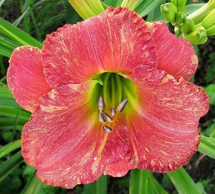 Photo of Daylily (Hemerocallis 'Speckled Trout') uploaded by vic