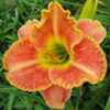 Photo Courtesy of Lobo Rose and Daylily Gardens Used With Permiss