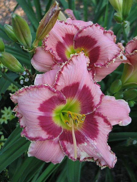 Photo of Daylily (Hemerocallis 'Continuous Beauty') uploaded by Calif_Sue
