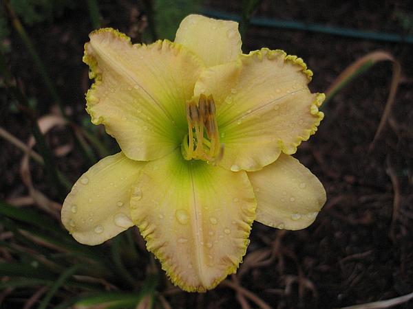 Photo of Daylily (Hemerocallis 'Debbie's Vows') uploaded by Calif_Sue