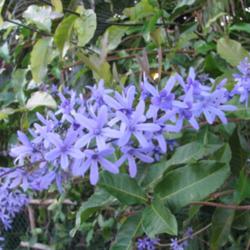 Location: Southwest Florida
Date: March 2012
Big fat blooms on my Petrea this spring!