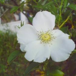 Location: North Shore area of Jacksonville, Florida
Date: 2006-12-18
Rosa laevigata (Cherokee Rose) is not native to the U.S., but is 