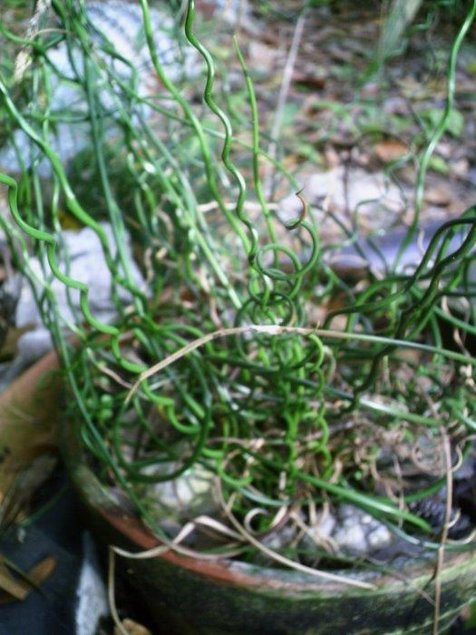 Photo of Corkscrew Rush (Juncus decipiens subsp. decipiens) uploaded by JaxFlaGardener
