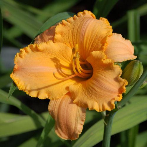Photo of Daylily (Hemerocallis 'Pure and Simple') uploaded by mbouman