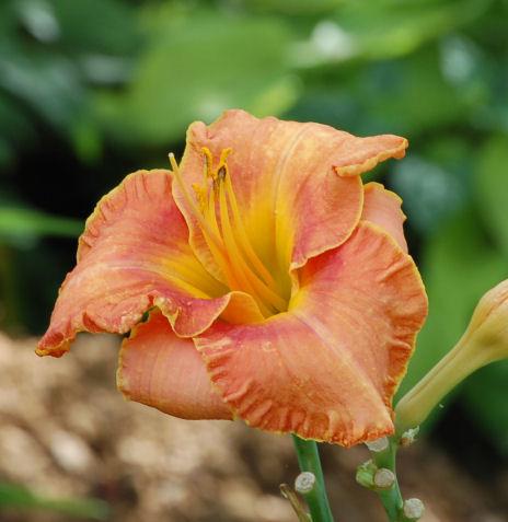 Photo of Daylily (Hemerocallis 'Trial by Fire') uploaded by mbouman