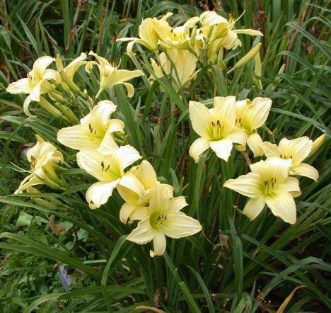 Photo of Daylily (Hemerocallis 'Queensbury First') uploaded by mbouman