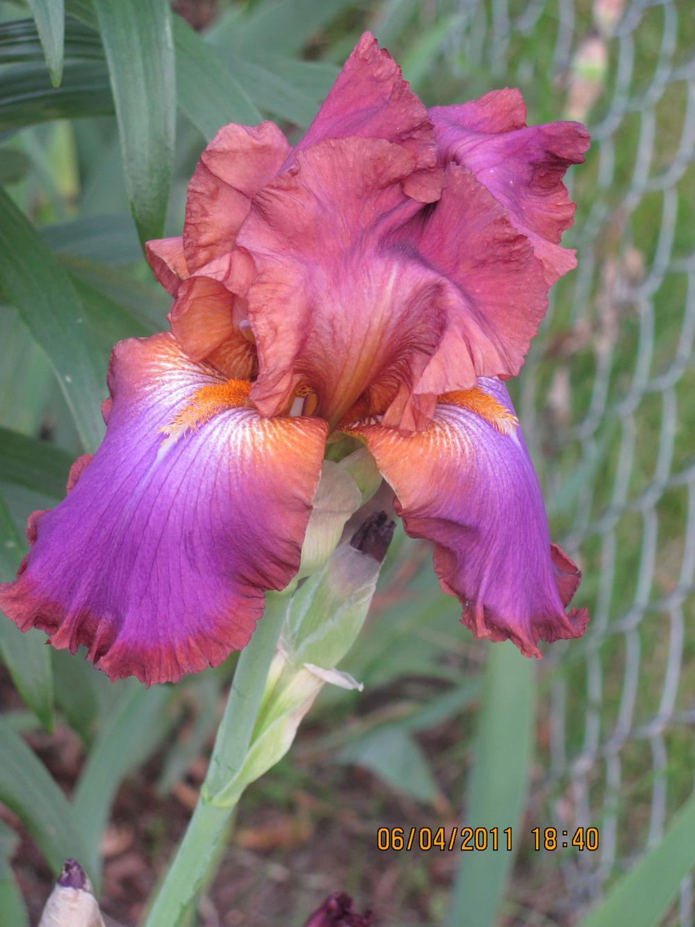 Photo of Tall Bearded Iris (Iris 'Xanthippe's Halo') uploaded by tveguy3