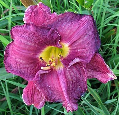 Photo of Daylily (Hemerocallis 'Touch of Faust') uploaded by vic