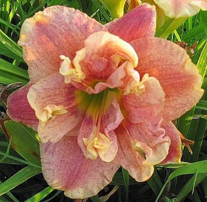 Photo of Daylily (Hemerocallis 'Spotted Fever') uploaded by vic