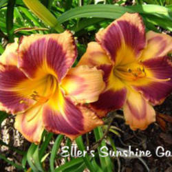 
Date: 2007-03-13
Photo courtesy of Don Eller Daylilies