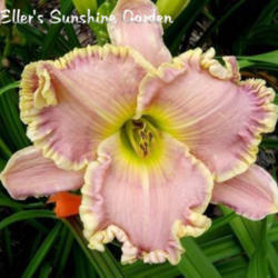 
Date: 2005-11-23
Photo courtesy of Don Eller Daylilies
