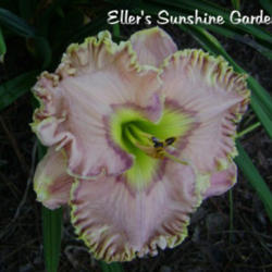 
Date: 2011-11-11
Photo courtesy of Don Eller Daylilies