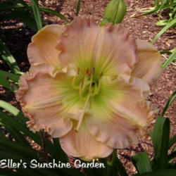 
Date: 2010-10-31
Photo courtesy of Don Eller Daylilies