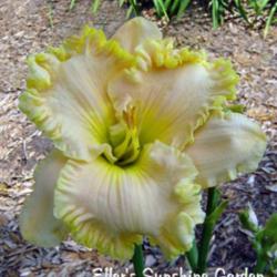 
Date: 2008-10-26
Photo courtesy of Don Eller Daylilies