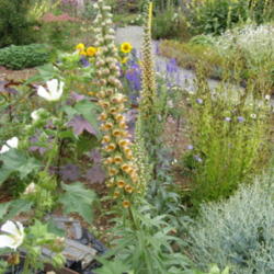 Location: My garden in Belgium
Date: 2010-08-24