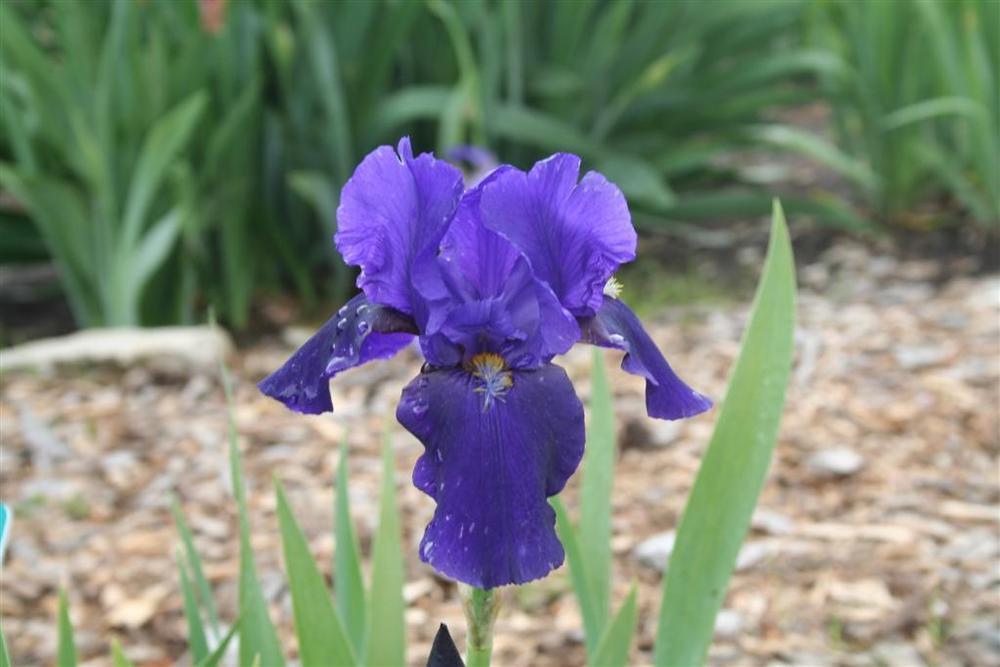 Photo of Tall Bearded Iris (Iris 'Allegiance') uploaded by KentPfeiffer