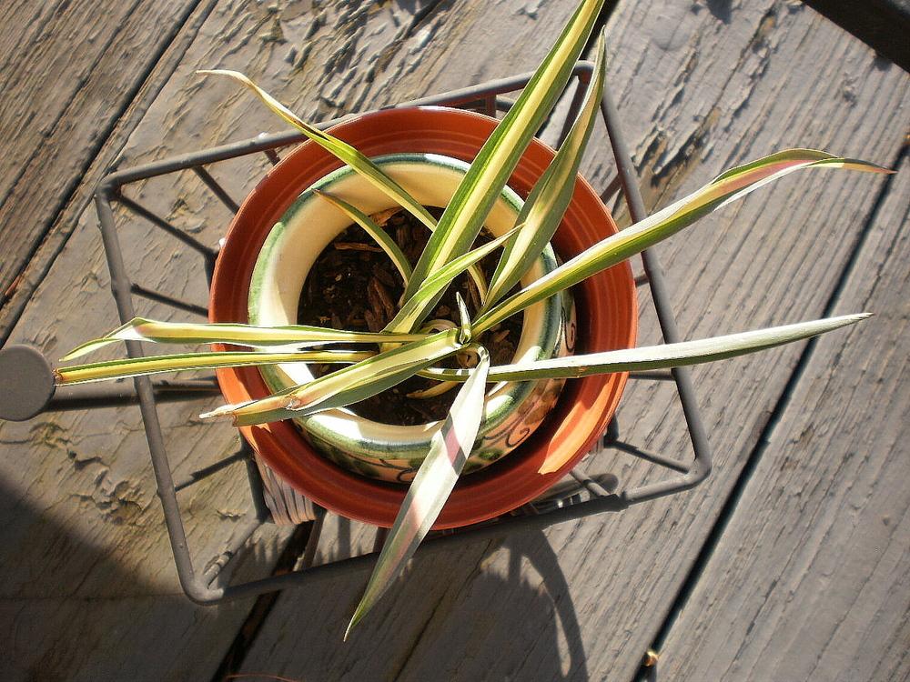 Photo of Adam's Needle (Yucca filamentosa 'Color Guard') uploaded by SongofJoy