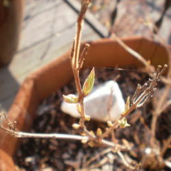 Location: Middle Tennessee
Date: 2012-03-03
leaf buds