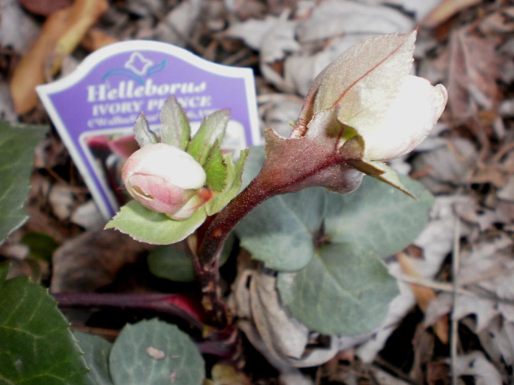 Photo of Hellebore (Helleborus Walberton's® Ivory Prince) uploaded by SongofJoy