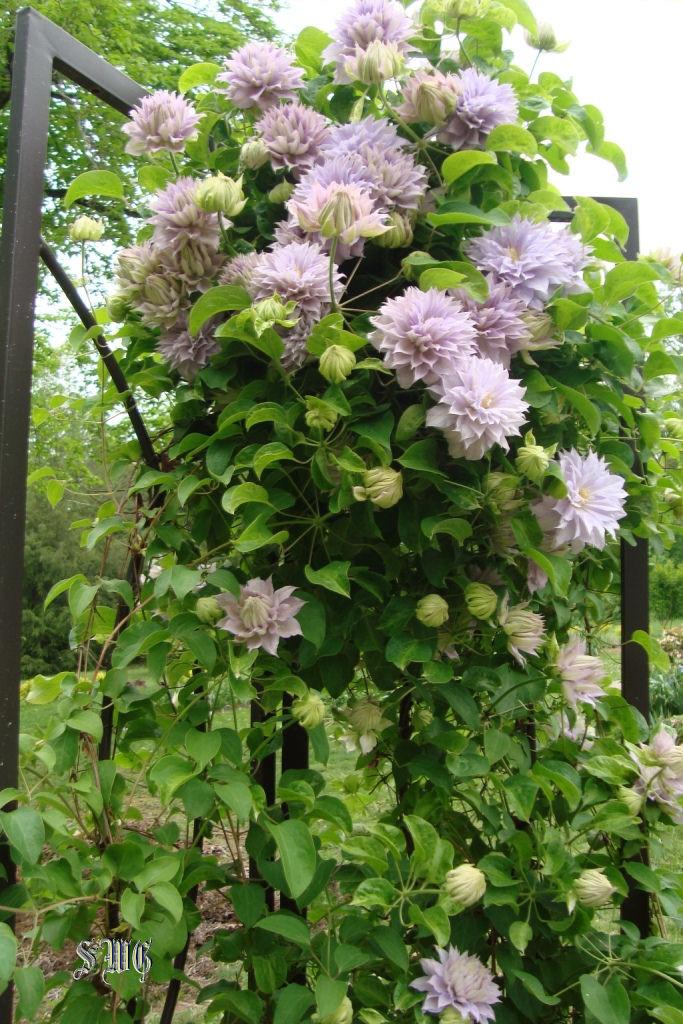 Photo of Clematis 'Belle of Woking' uploaded by mistyfog