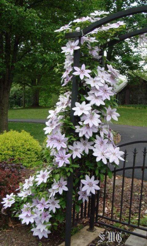 Photo of Clematis 'Nelly Moser' uploaded by mistyfog