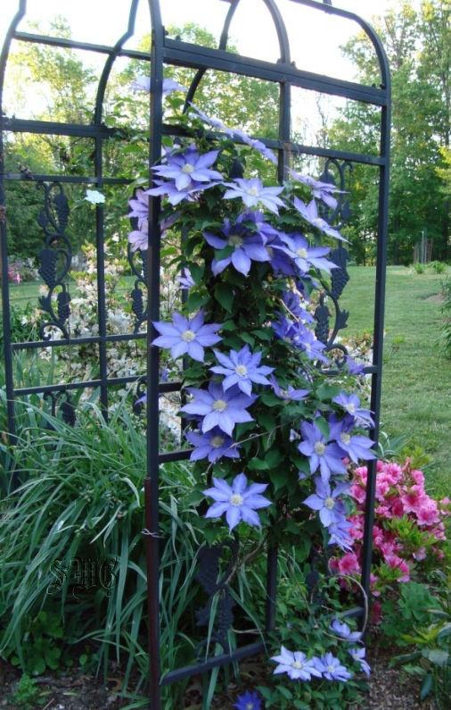 Photo of Clematis 'H.F. Young' uploaded by mistyfog