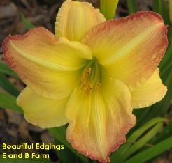 Photo of Daylily (Hemerocallis 'Beautiful Edgings') uploaded by vic