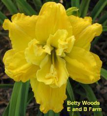 Photo of Daylily (Hemerocallis 'Betty Woods') uploaded by vic