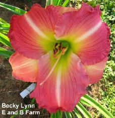 Photo of Daylily (Hemerocallis 'Becky Lynn') uploaded by vic