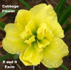 Photo of Daylily (Hemerocallis 'Cabbage Flower') uploaded by vic