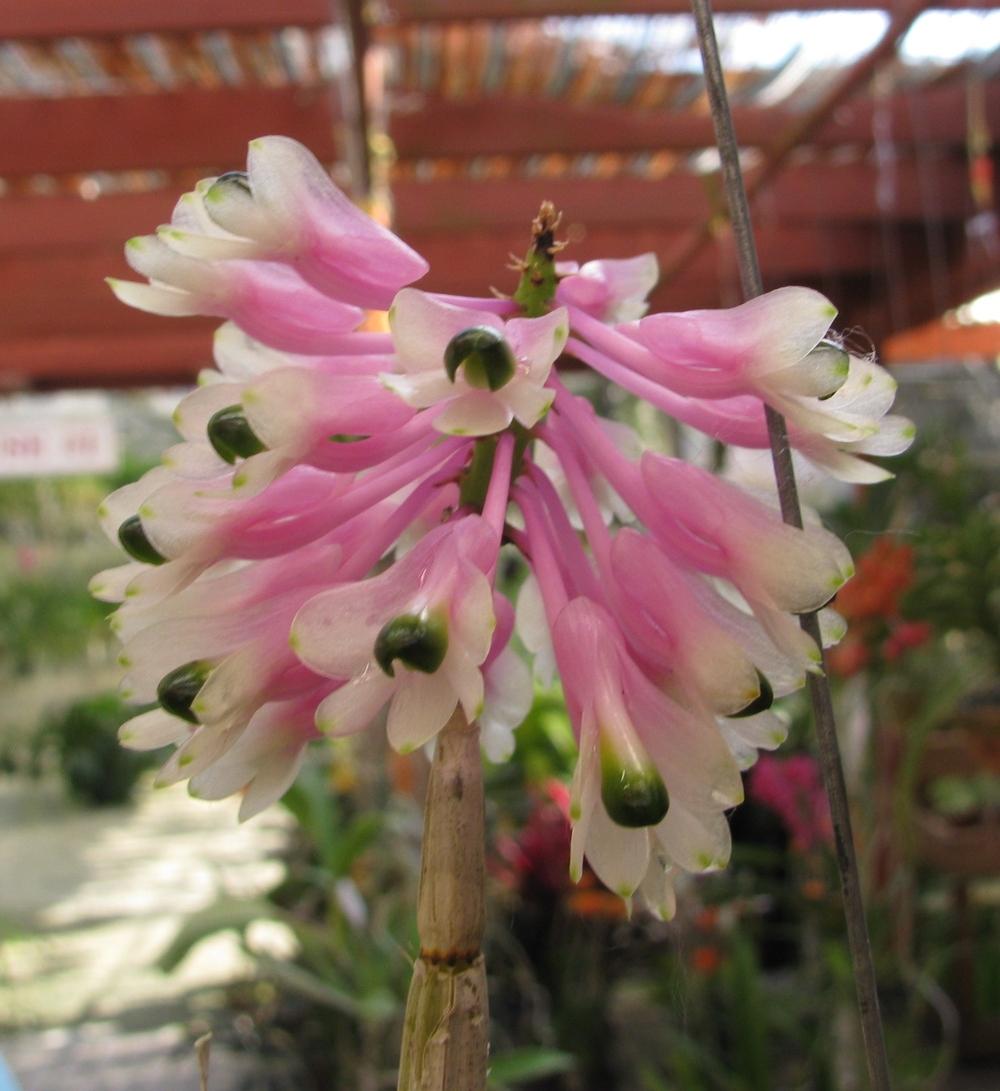 Photo of Orchid (Dendrobium smillieae) uploaded by Dutchlady1