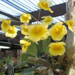 Location: Southeast Florida
Date: March 2012
an unusual and lovely Dendrobium