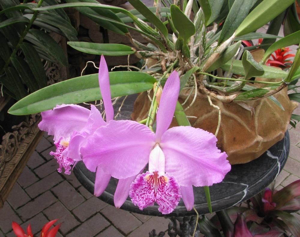 Photo of Orchid (Cattleya lueddemanniana) uploaded by Dutchlady1
