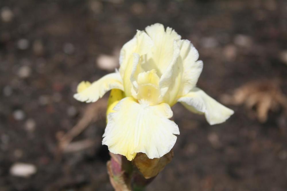 Photo of Intermediate Bearded Iris (Iris 'Ming') uploaded by KentPfeiffer
