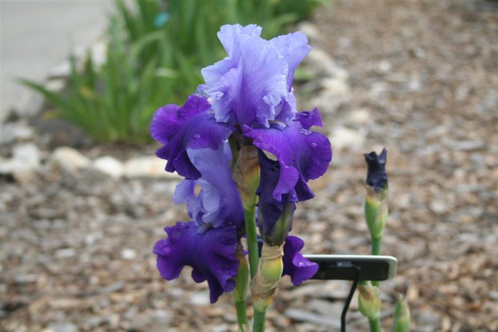 Photo of Tall Bearded Iris (Iris 'Mystique') uploaded by KentPfeiffer
