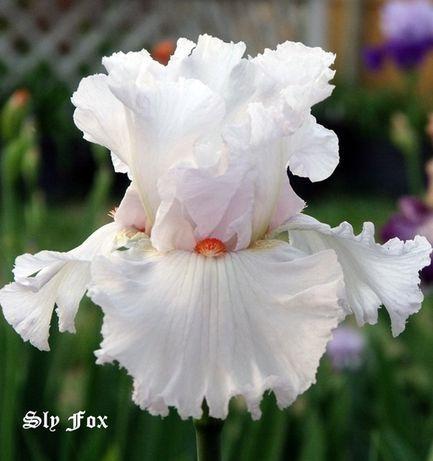 Photo of Tall Bearded Iris (Iris 'Sly Fox') uploaded by Ladylovingdove