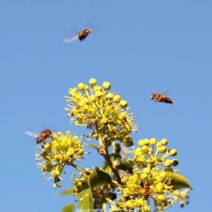 With enthousiastic hoverflies! valuable late source of nectar als