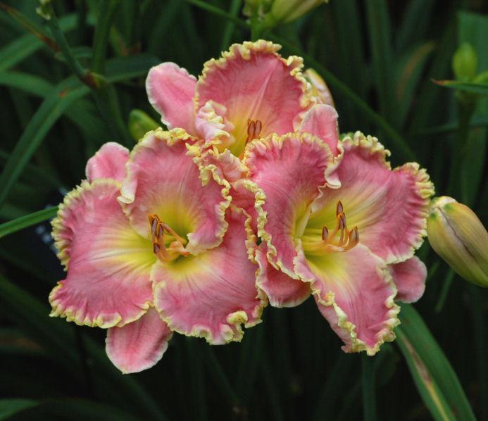 Photo of Daylily (Hemerocallis 'Shores of Time') uploaded by mbouman