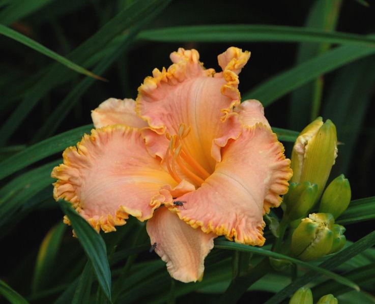 Photo of Daylily (Hemerocallis 'Spacecoast Tropical Passion') uploaded by mbouman